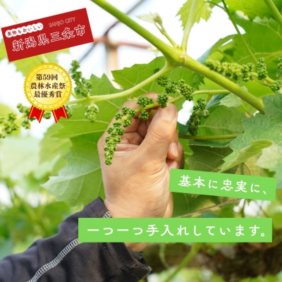 *先行予約* シャインマスカット 小房詰合せ 約600g×3 [2026年発送]【024S045】