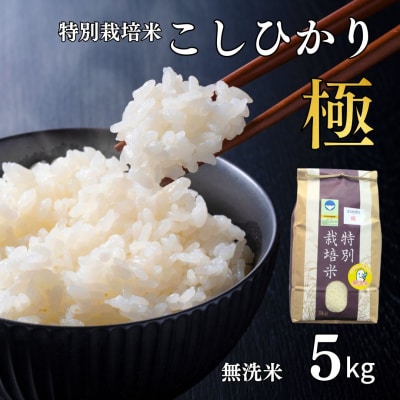 県認証 特別栽培米 コシヒカリ 「極」 5kg 無洗米 令和7年産米 こしひかり【012S087】
