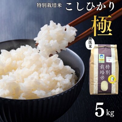 県認証 特別栽培米 コシヒカリ 「極」 5kg 無洗米 令和8年産米 こしひかり【012S087】