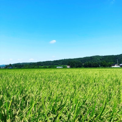 先行受付 [定期便5kg×3か月]減農薬有機肥料栽培 新潟県産 従来コシヒカリ 玄米 035S028