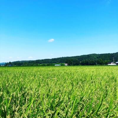 [定期便5kg×3か月]減農薬有機肥料栽培 新潟県産ミルキークイーン 玄米 【035S030】