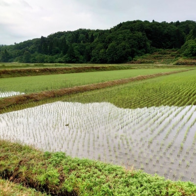 新米 新潟県産コシヒカリ「ならの里」10㎏ 特別栽培米 令和7年産米【026S038】