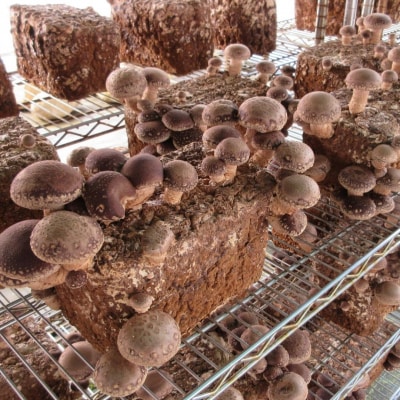 乾燥しいたけ(菌床栽培)5パックセット 新潟産 【010S559】