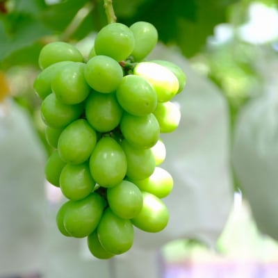 先行受付 シャインマスカット3房(約1.5kg) 令和8年度 贈答用 渡辺果樹園 【026S044】