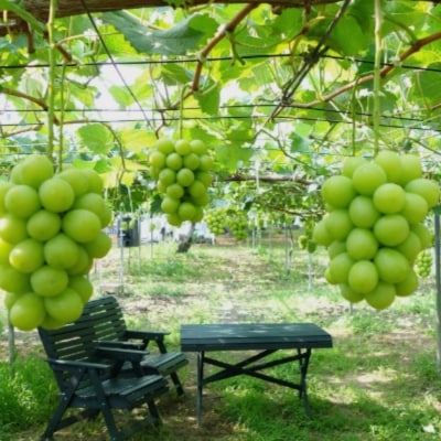 先行受付 シャインマスカット3房(約1.5kg) 令和8年度 贈答用 渡辺果樹園 【026S044】