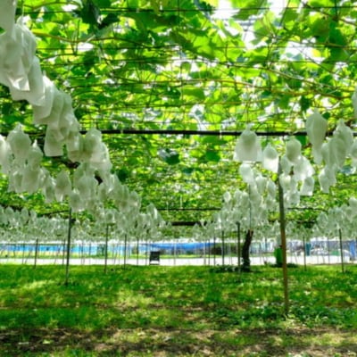 先行受付 シャインマスカット3房(約1.5kg) 令和8年度 贈答用 渡辺果樹園 【026S044】