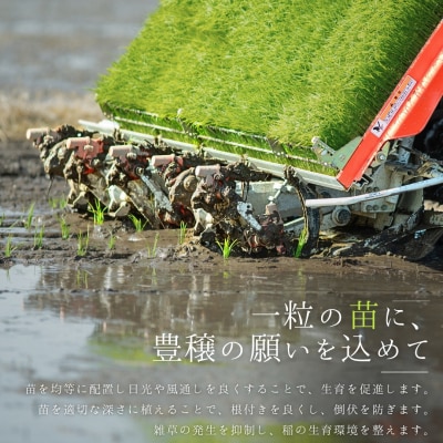新潟県三条市保内産コシヒカリ 1等米 3kg 2025年産コシヒカリ 【010S706】