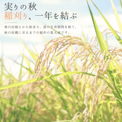 新潟県三条市保内産コシヒカリ 1等米 5kg 2025年産コシヒカリ 【013S132】