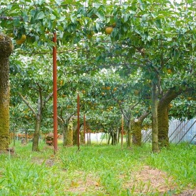 先行受付 和梨 あきづき 約3kg 令和8年度 新潟県三条市産 梨 [小林農園]【010S748】