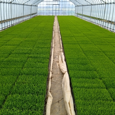 新潟県三条産コシヒカリBL 5kg×1袋 令和7年産コシヒカリ 精米 【016S082】