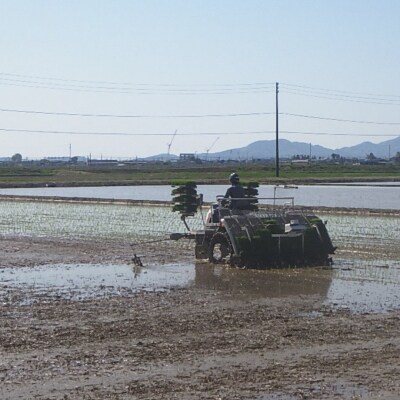 新潟県三条産コシヒカリBL 5kg×1袋 令和7年産コシヒカリ 精米 【016S082】
