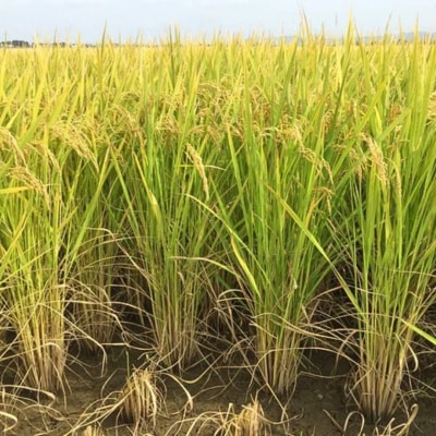 先行受付 新潟県三条産新之助 5kg×1袋 令和8年産新之助 精米 新潟県産新之助【017S140】