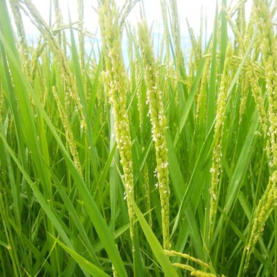 先行受付 新潟県三条産新之助 5kg×1袋 令和8年産新之助 精米 新潟県産新之助【014S148】