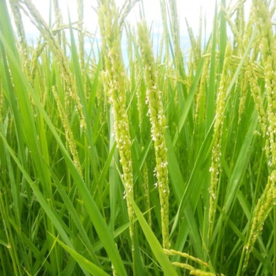 新潟県三条産新之助 5kg×1袋 令和8年産新之助 精米 新潟県産新之助【014S148】