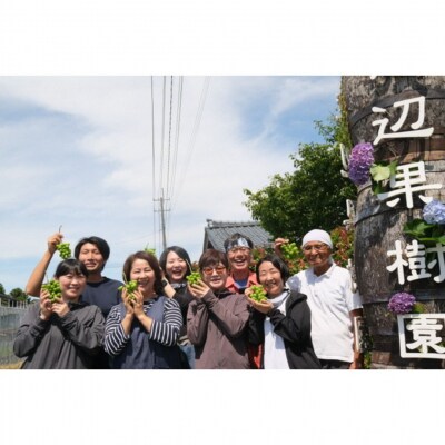 シャインマスカット ご自宅用 2房 令和7年度 渡辺果樹園【014S151】