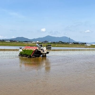 新潟県三条市産 コシヒカリ 無洗米 5kg [グリーンファーム渡前] 【017S142】
