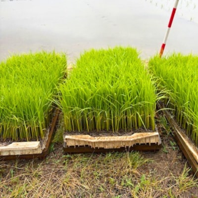 新潟県三条市産 みずほの輝き 無洗米 5kg [グリーンファーム渡前] 【015S180】