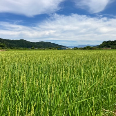 新米 [極早生] 新潟県三条市産五百川 5kg 令和7年産 精米 [外山敏雄商店]【015S191】
