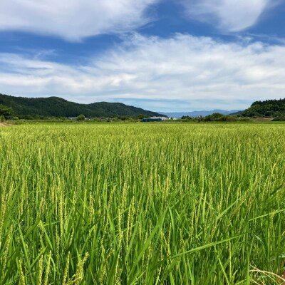 先行受付 極早生 新潟県三条市産五百川 5kg 令和8年産 精米 [外山敏雄商店]【015S191】