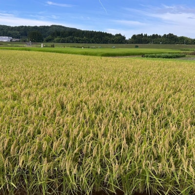 新米 [極早生] 新潟県三条市産五百川 5kg 令和7年産 精米 [外山敏雄商店]【015S191】