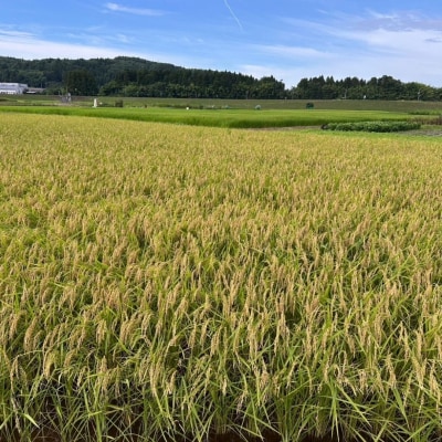 先行受付 極早生 新潟県三条市産五百川 5kg 令和8年産 精米 [外山敏雄商店]【015S191】