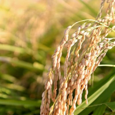 新潟県産新之助5kg 令和7年産 2025年産 [飯塚農園] 【014S157】