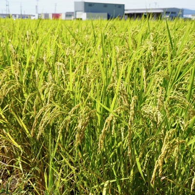 新潟県三条市産 コシヒカリ(従来種) 精米 5kg 新米 令和8年産 【015S196】