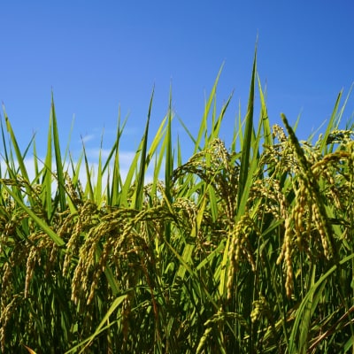 新潟県三条市産 コシヒカリ(従来種) 精米 5kg 新米 令和8年産 【015S196】