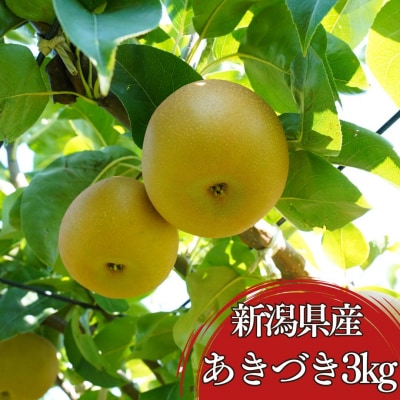 和梨 あきづき 約3kg(5～9個) 新潟県産 梨 三条市 令和7年産 【010S787】