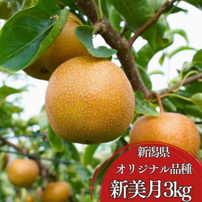 新潟県オリジナル品種 新美月梨 約3kg(6～10個)  和梨 希少品種 三条市 【012S154】