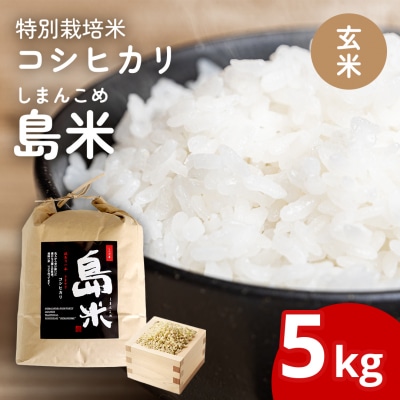 先行受付 新潟県特別栽培米 コシヒカリ5kg 玄米「島米(しまんこめ)」令和8年産【015S197】
