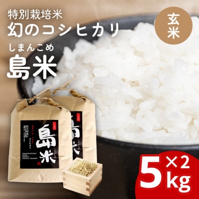 新米 新潟県特別栽培米 コシヒカリ10kg 玄米「島米(しまんこめ)」 令和7年産【030S101】
