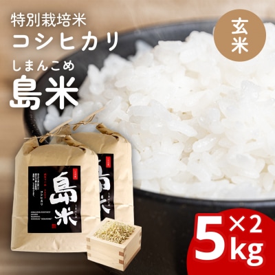 先行受付 新潟県特別栽培米 コシヒカリ10kg 玄米「島米(しまんこめ)」令和8年産 030S101