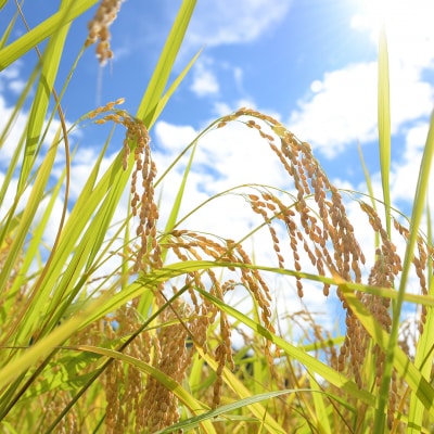 新米 新潟県特別栽培米 コシヒカリ10kg 玄米「島米(しまんこめ)」 令和7年産【030S101】