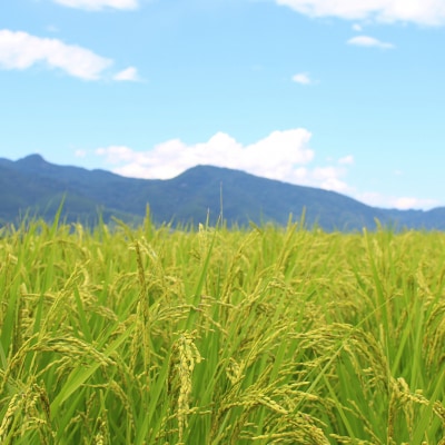 新米 新潟県特別栽培米 コシヒカリ10kg 玄米「島米(しまんこめ)」 令和7年産【030S101】