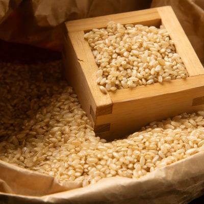 新米 新潟県特別栽培米 コシヒカリ10kg 玄米「島米(しまんこめ)」 令和7年産【030S101】