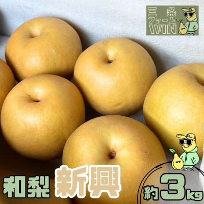 先行受付 和梨 新興 約3kg 秀品 令和7年度 [三条ファームWIN] 【010S840】
