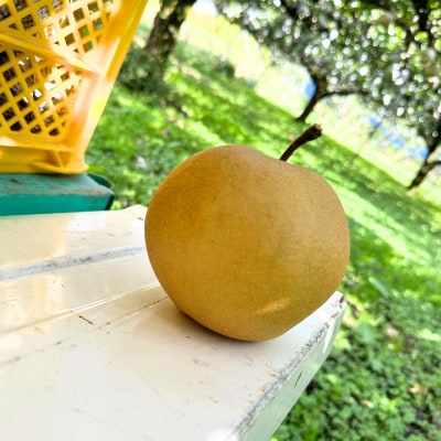 先行受付 和梨 新興 約3kg 秀品 令和7年度 [三条ファームWIN] 【010S840】