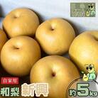 先行受付 和梨 新興 自家用 約5kg 令和7年度 [三条ファームWIN] 【010S841】