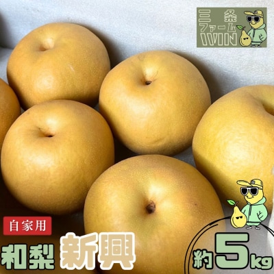 先行受付 和梨 新興 自家用 約5kg 令和7年度 [三条ファームWIN] 【010S841】