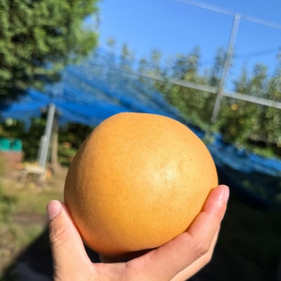 和梨 新高 約3kg 秀品 令和8年度 [三条ファームWIN] 【010S822】