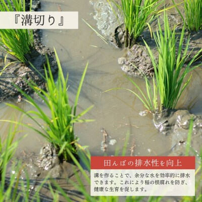 新潟県産こしいぶき 10kg 【032S041】