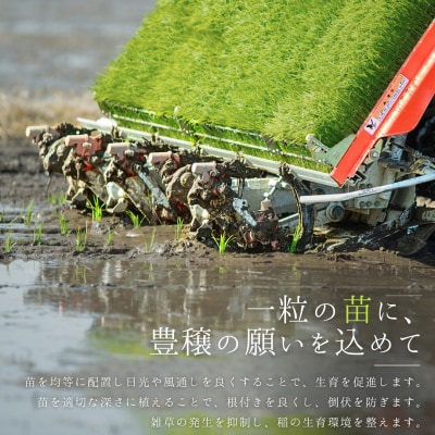 新潟県産コシヒカリ 1等米 10kg 2025年産 精米 白米 令和7年産 米 【034S031】