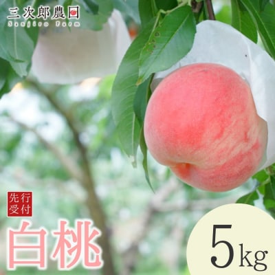 先行受付 白桃 約5kg 令和8年度 贈答用桃 新潟県三条市産 桃 [三次郎農園]【026S051】