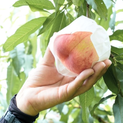 先行受付 白桃 約5kg 令和8年度 贈答用桃 新潟県三条市産 桃 [三次郎農園]【026S051】