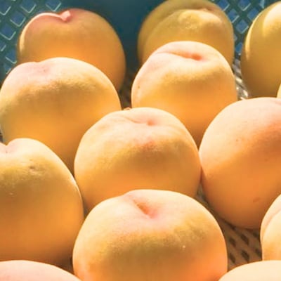 先行受付 黄桃 約5kg 令和8年度 贈答用 新潟県三条市産 桃 黄桃 三次郎農園【026S052】