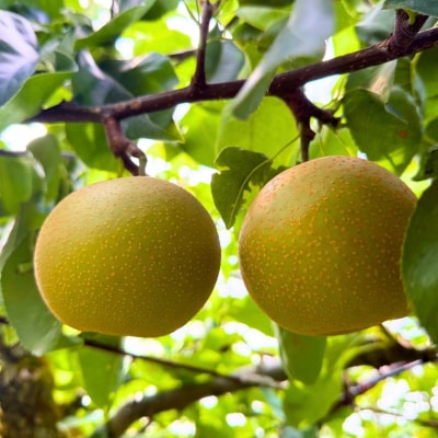 先行受付 和梨 幸水 約3kg 秀品 令和8年度【011S330】