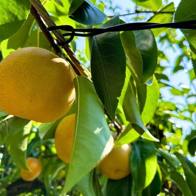 先行受付 和梨 豊水 約3kg 秀品 令和8年度【010S863】