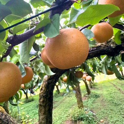 先行受付 和梨 豊水 約5kg 秀品 令和8年度【017S158】