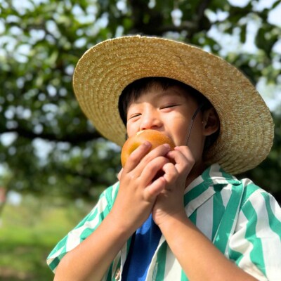 先行受付 和梨 豊水 約5kg 秀品 令和8年度【017S158】